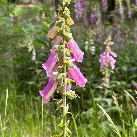 Bosperceeltje Putten