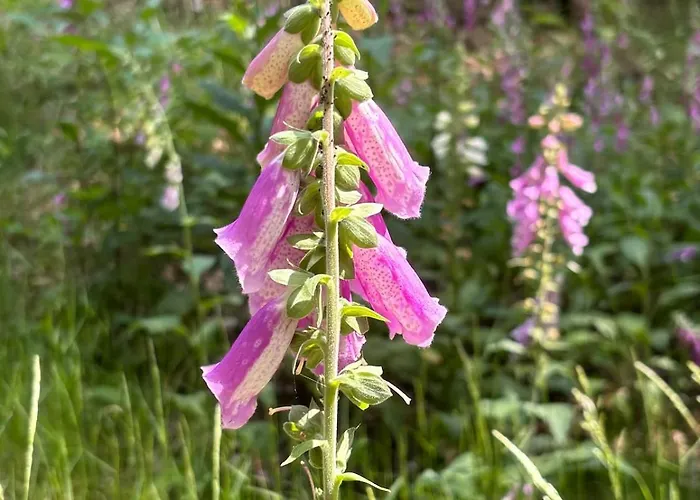 Bosperceeltje Putten